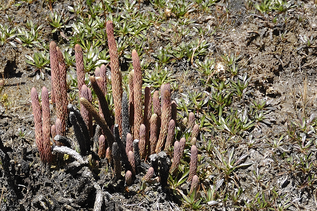 070716-16.jpg - Quelques fleurs