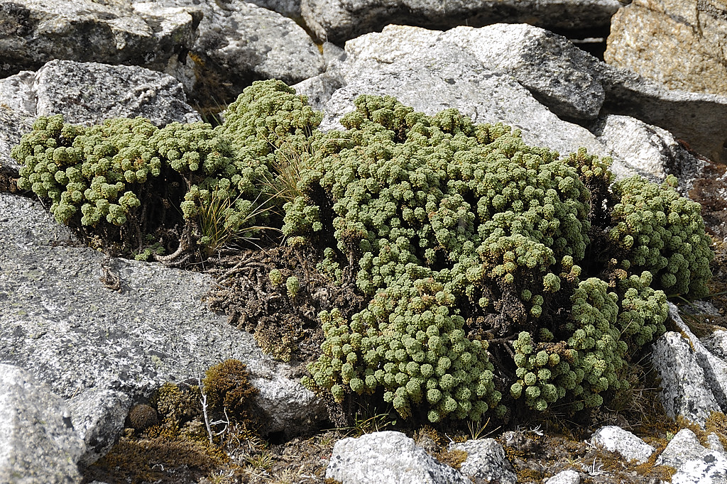 070716-21.jpg - Quelques fleurs