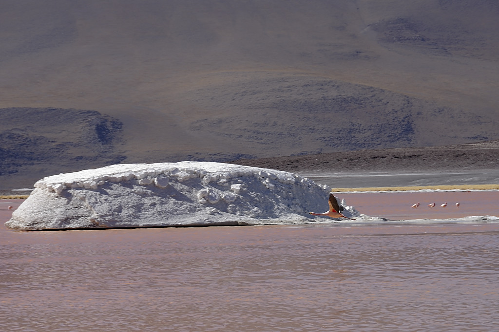 080806-078.jpg - Laguna Colorada