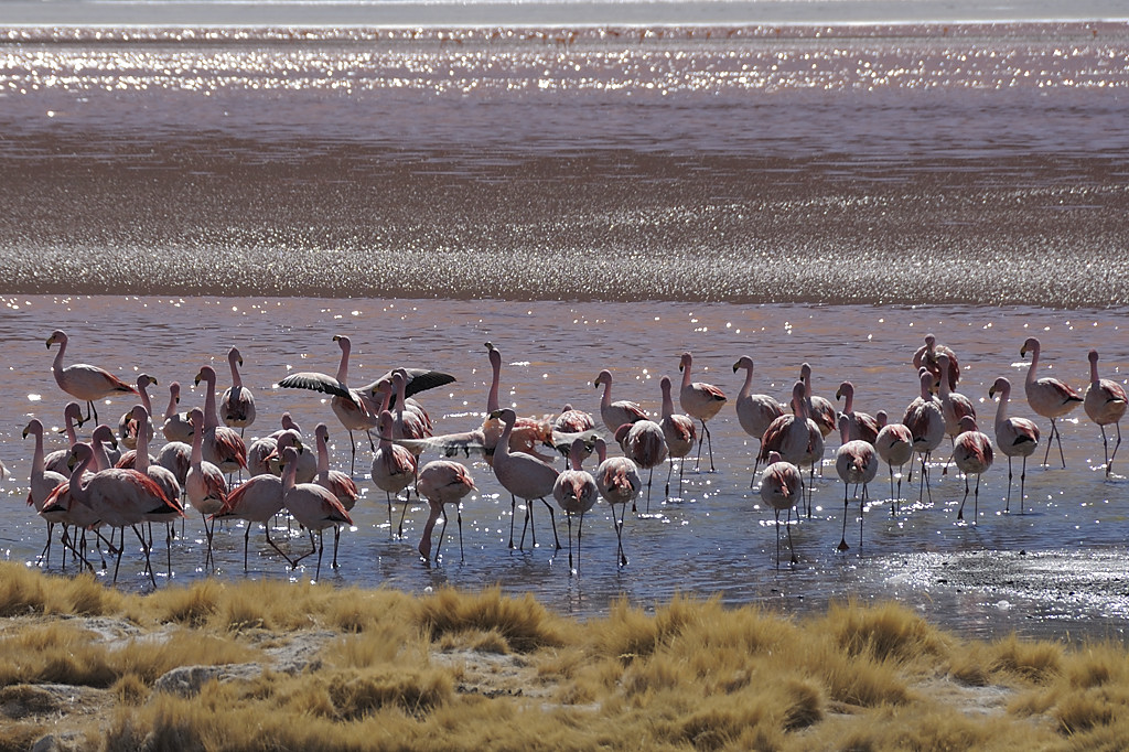 080806-089.jpg - Laguna Colorada