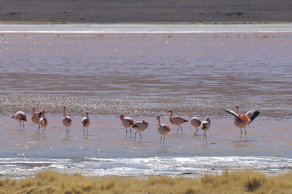 080806-091.jpg - Laguna Colorada