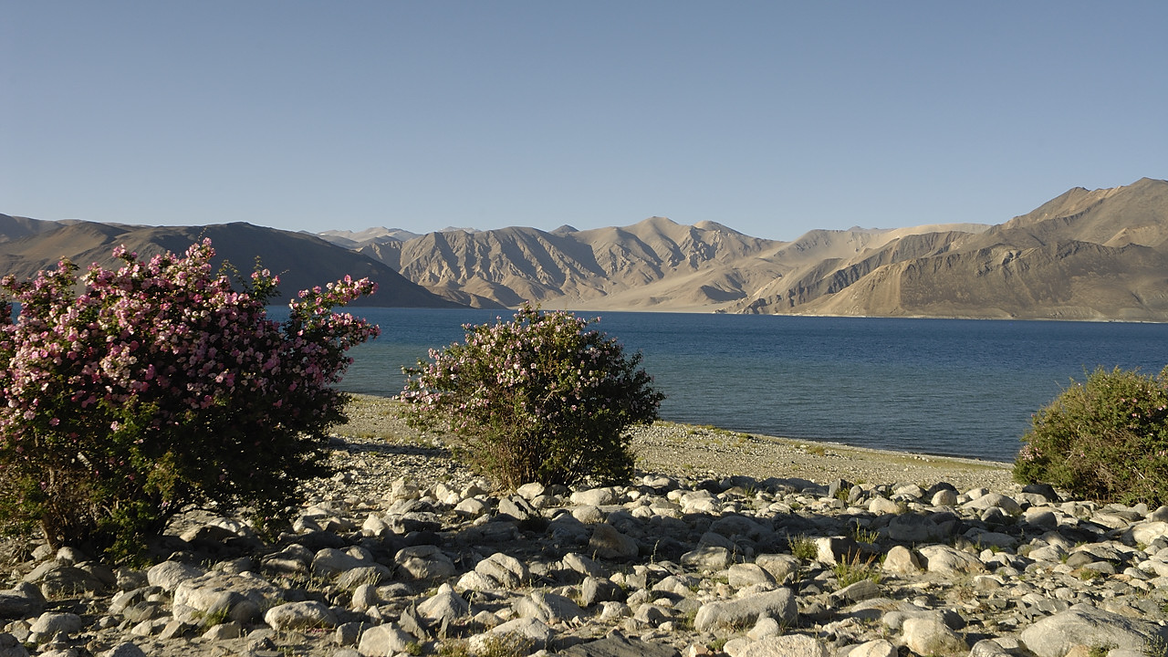 090805-49.jpg - Le long du Pangong Tso jusqu' Spangmik