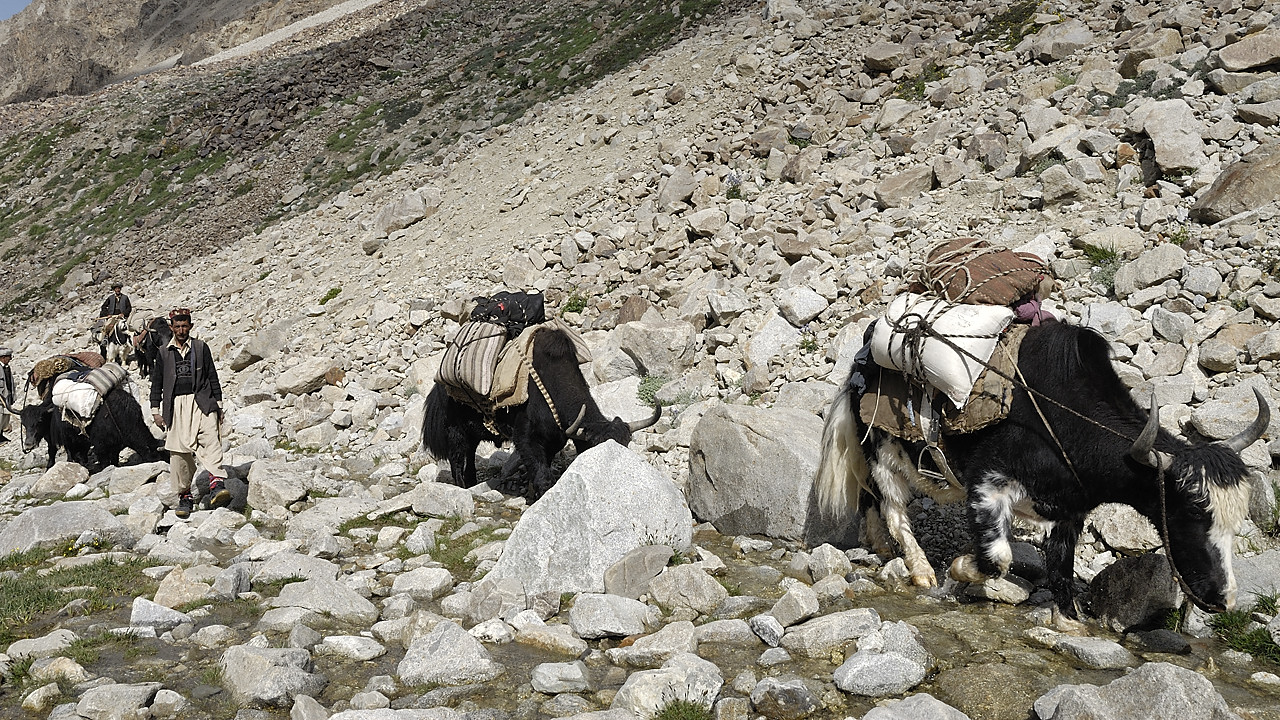 100805-090410.jpg - Caravane de yaks