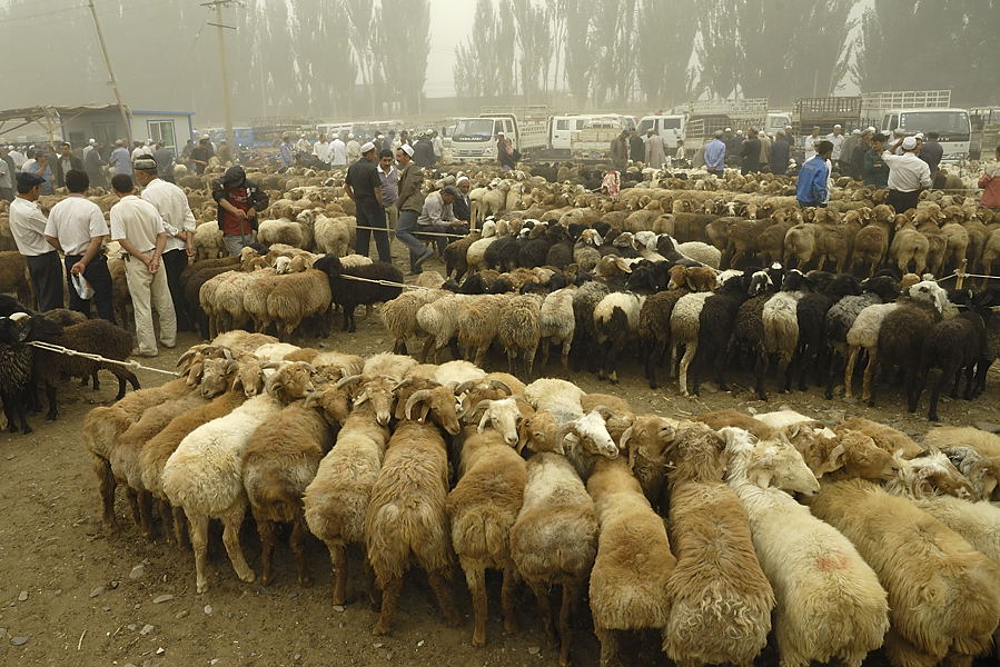 _PPB9578.jpg - Kashgar : march aux bestiaux