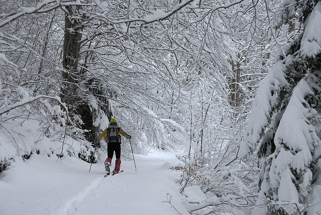080113-01.jpg - Sur le GR