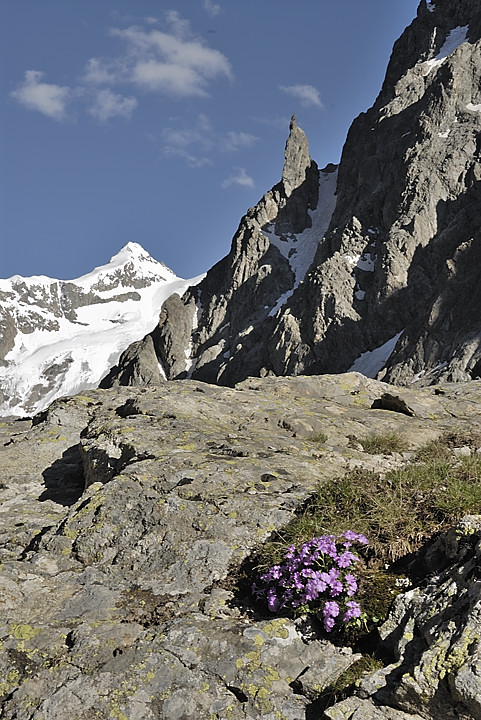 080621-09.jpg - Pic de Neige Cordier depuis la cabane des Pichettes