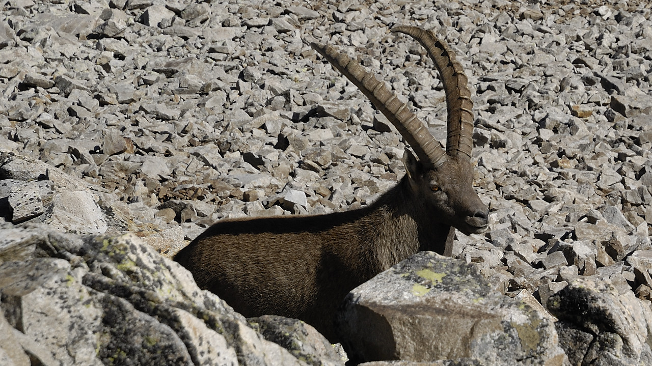 110828-113213.jpg - Bouquetins sous l'arête du Rochail